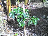 growing_coffee_14